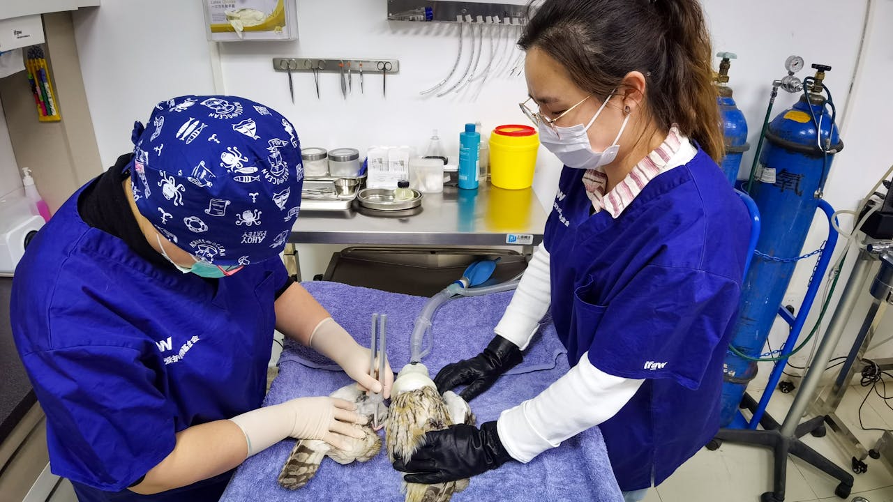 Veterinarians Operating on a Bird